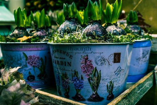 Balcony Garden Rescue: Fixing the Five Most Common Container-Growing Mistakes
