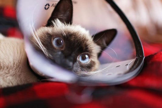 How to Care for Anxious Pets During Wound Healing: A Calming First-Aid Guide