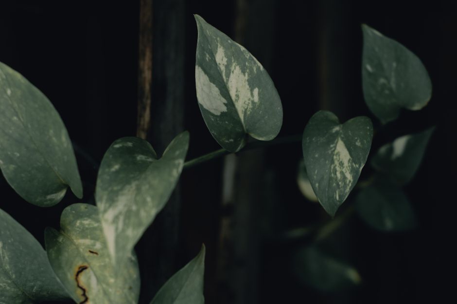 How to Rescue an Overwatered Pothos: A Step-by-Step Revival Guide