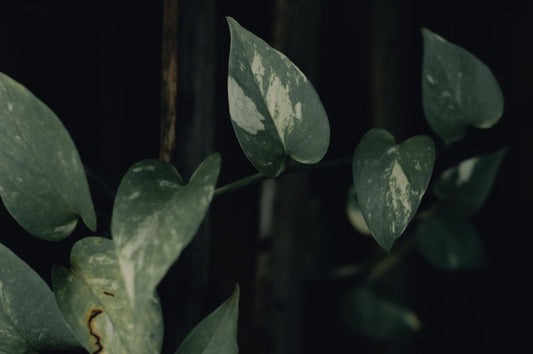 The Complete Pothos Troubleshooting Guide: Diagnosing and Fixing Every Common Problem