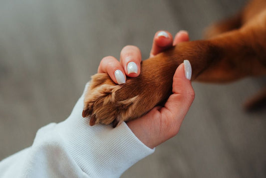 Budget-Friendly Dog Paw Care: Save Money Without Sacrificing Protection