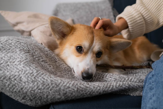Natural Remedies for Pets: A Preventive Care Guide for Pet Insurance Savvy Owners