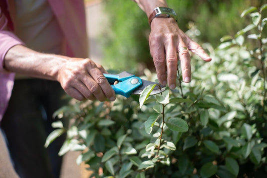 7 Signs Your Pruning Is Hurting Your Plants and How to Fix It