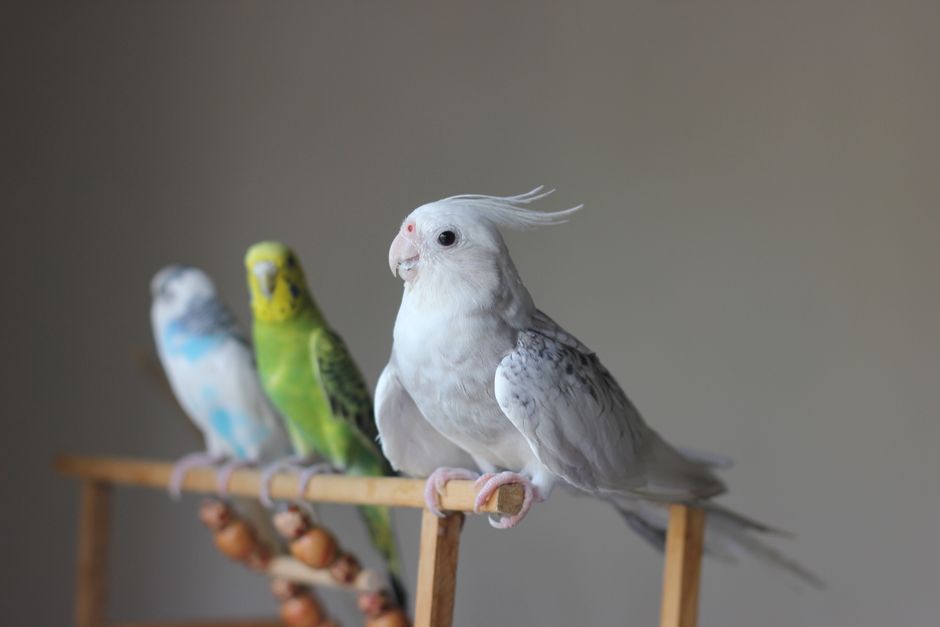 Natural Remedies for Bird Respiratory Health: Essential Safe Solutions for Pet Birds