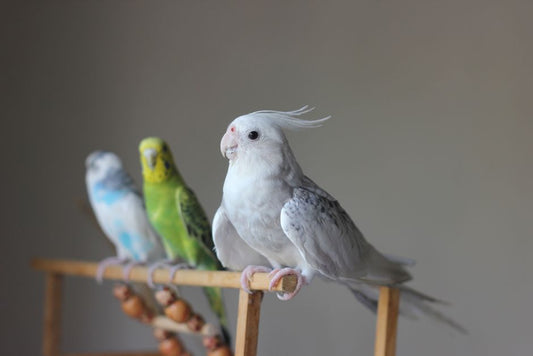 Natural Remedies for Bird Respiratory Health: Essential Safe Solutions for Pet Birds