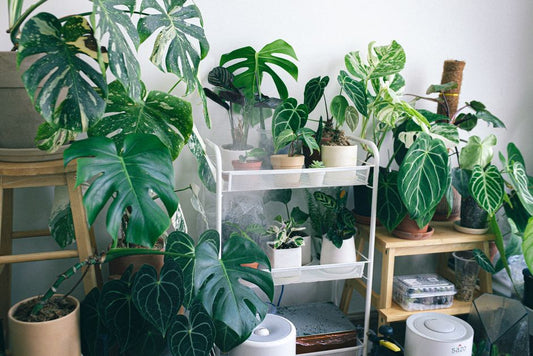 The Organic Indoor Garden: Natural Methods for Thriving Houseplants Without Chemicals