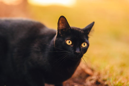 7 Silent Signs Your Cat Needs Immediate Attention: A Breed-Specific Symptom Guide