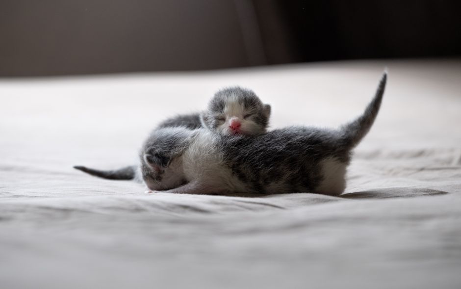 The Complete Kitten Care System for First-Time Owners