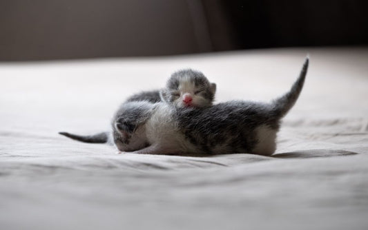 The Complete Kitten Care System for First-Time Owners