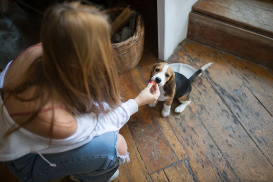 The Complete Guide to Peaceful Dog Training in Small Apartments
