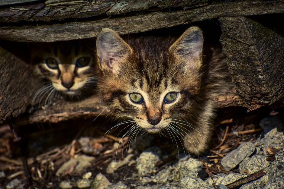 Silent Signals: Recognizing Hidden Signs of Illness in Your Kitten Before It's Too Late