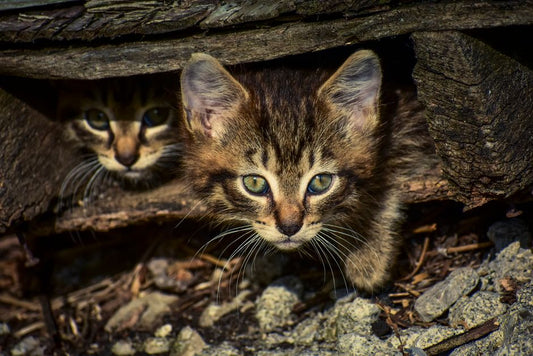 Silent Signals: Recognizing Hidden Signs of Illness in Your Kitten Before It's Too Late