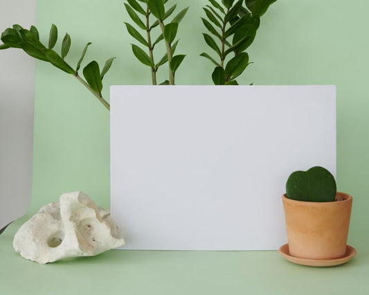 The Complete Guide to Thriving ZZ Plants in Small Spaces