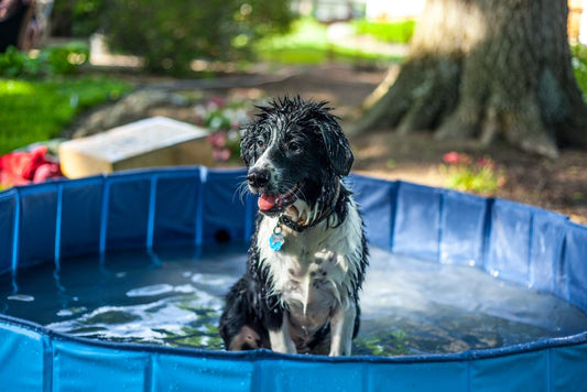 The Complete DIY Guide to Keeping Your Dog Cool and Safe in Hot Weather