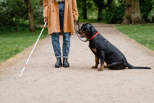 The Complete Guide to Walking a Senior Dog: Essential Gear and Techniques for Comfort and Safety