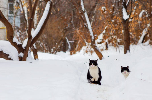 How to Manage Cat Behavior Problems in Winter: A Complete Guide
