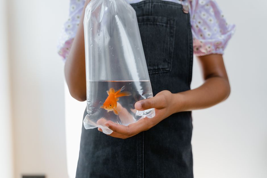 Complete Aquarium Care Guide for First-Time Owners