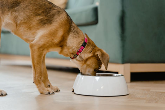 7 Silent Signs Your Pet’s Diet Is Failing Them (And What to Do About It)