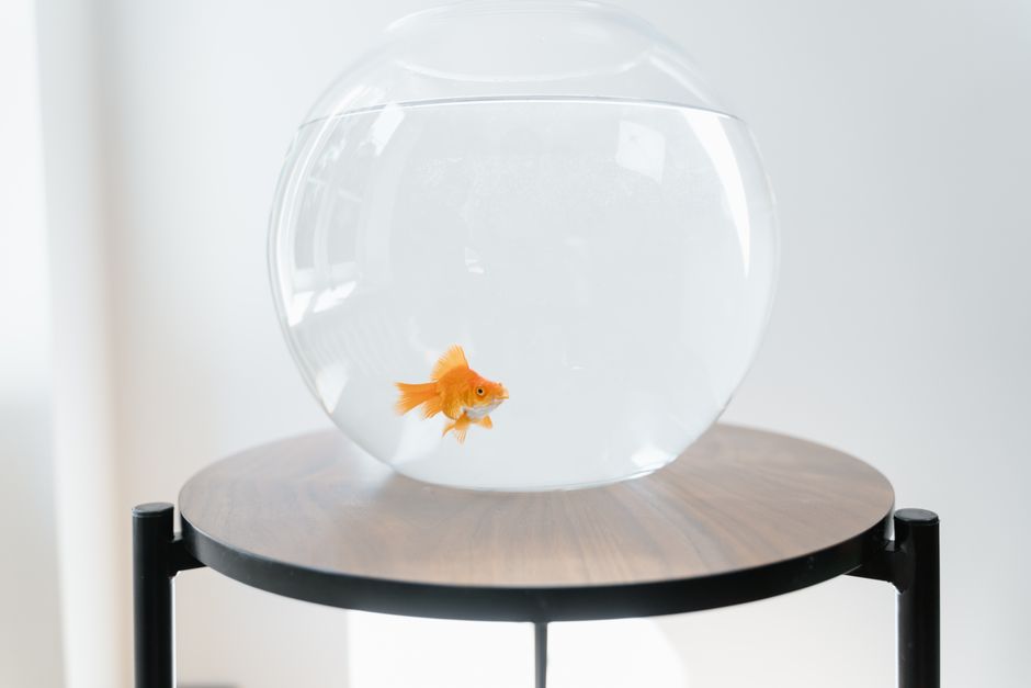 Pet Care Systems for Small Apartments: How to Keep Your Pet Happy and Healthy in Limited Space