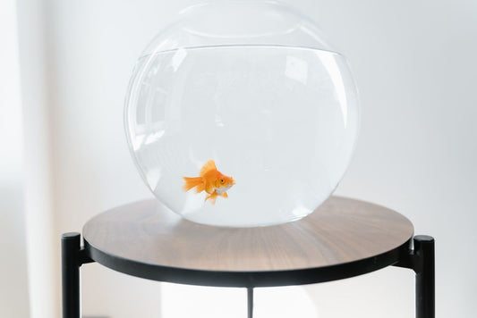 Pet Care Systems for Small Apartments: How to Keep Your Pet Happy and Healthy in Limited Space