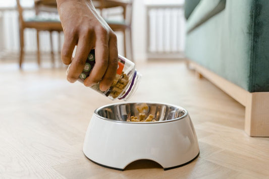 The Complete Beginner's Guide to Pet Weight Management: Setting Up Your First Healthy Routine