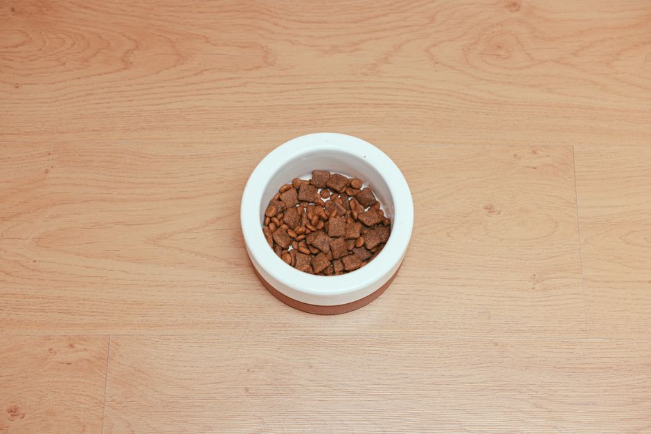 Summer Pet Food Storage: Keep Kibble Fresh, Safe, and Pest-Free in the Heat