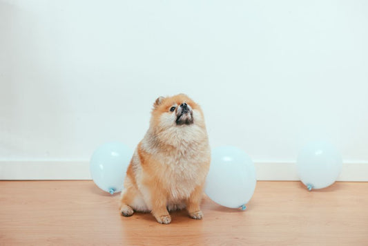 Pet Skin and Coat Health in Small Apartments: The Complete Guide to Managing Shedding, Odor, and Dryness Without Space