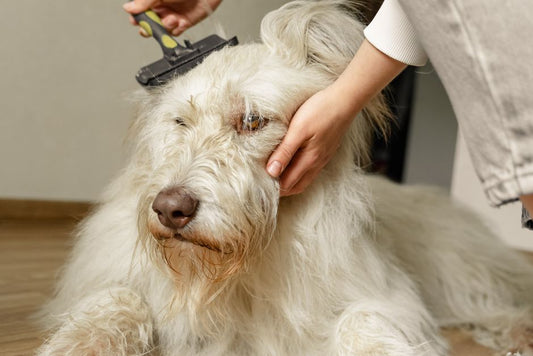 The Essential Beginner’s Guide to Dog Grooming: Build a Simple, Stress-Free Routine at Home