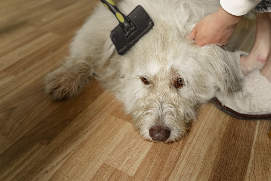 Calming Coat to Clean Paws: Managing Pet Allergies in Anxious Pets Without the Stress