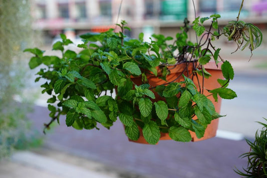 The Complete Care Guide for a Thriving Indoor Herb Garden