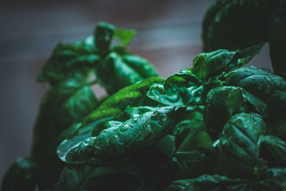 How to Keep Fresh Herbs Alive Longer: The Ultimate Guide to Storing Basil, Cilantro, and Mint Without Wilting