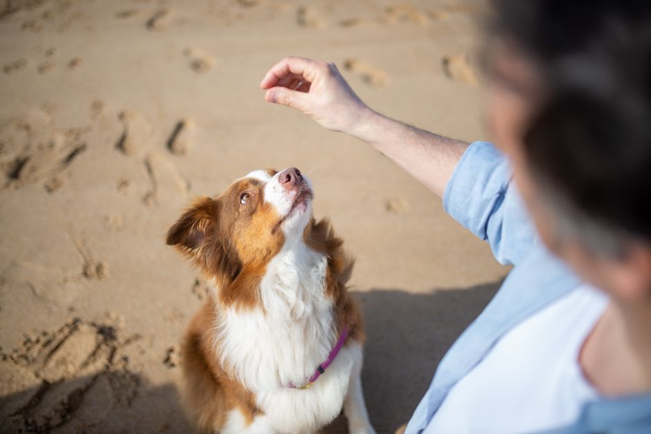 Silent Signals: 7 Overlooked Signs Your Dog Needs Immediate Attention