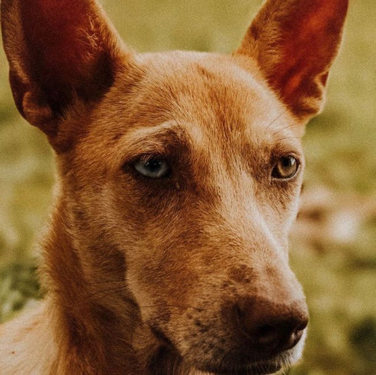 Natural Ear and Eye Care for Pets: A Complete Chemical-Free Guide