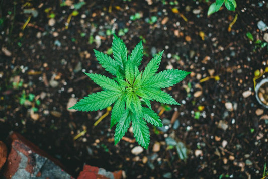 The Organic Companion Planting Guide: Top Natural Methods for a Thriving Garden Without Chemicals