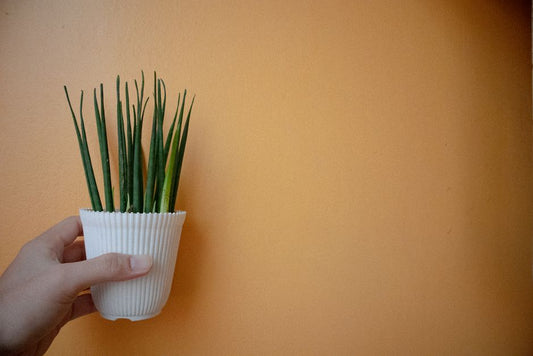 How to Cure Yellow Leaves on Your Snake Plant Without Killing It
