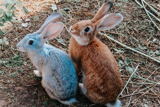 Complete Guide to DIY Rabbit Care: Essential Homemade Solutions for a Thriving Bunny