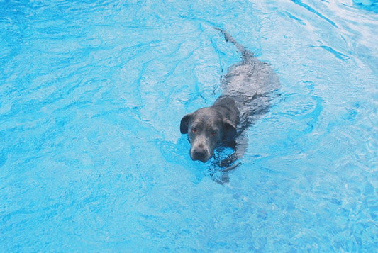Summer Pet Care: Essential Products for a Cool, Safe, and Happy Season