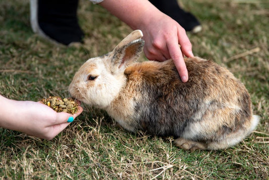 How to Transition a Picky Rabbit from Pellets to Fresh Greens Safely