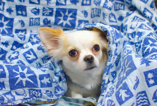 Winter Pet Care: Essential Products to Keep Your Furry Friend Safe and Comfortable
