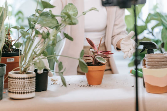 The Complete Guide to Indoor Mulching: How to Boost Houseplant Health with Soil Covers