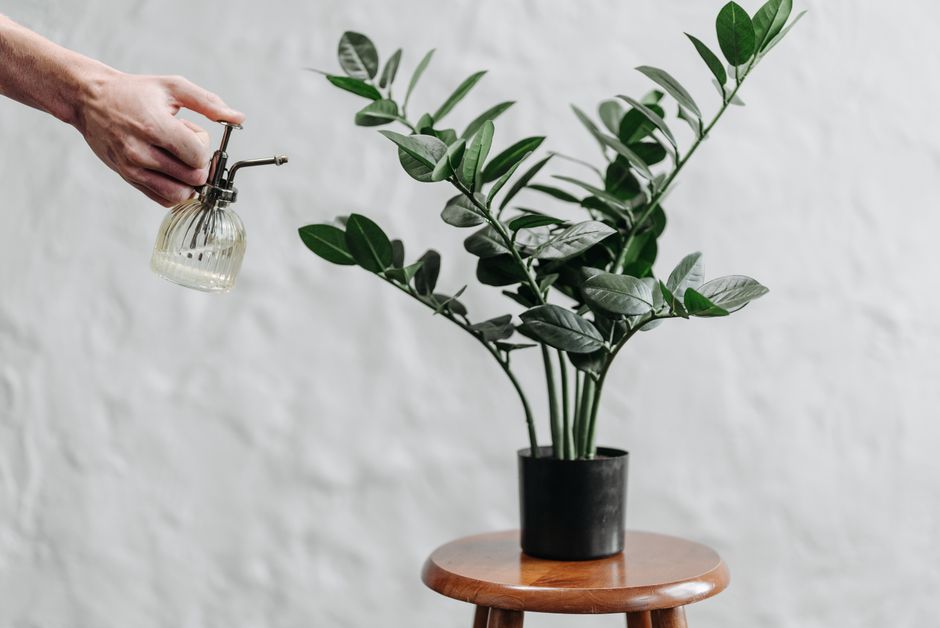 The Budget Gardener's Guide to ZZ Plant Care: Essential Tools and Tips