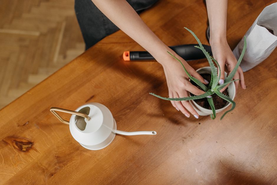 Aloe Vera Care: A Kid-Friendly Guide to Growing Happy, Healthy Plants
