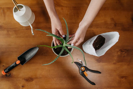 The Beginner's Guide to Aloe Vera Care: Essential Tools and Systems for Thriving Plants