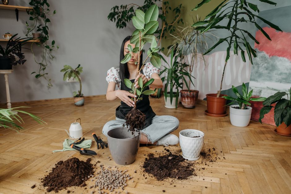 Common Repotting Mistakes That Silently Kill Your Houseplants