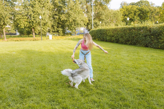 How to Prevent Pet Space Training Accidents Before They Happen