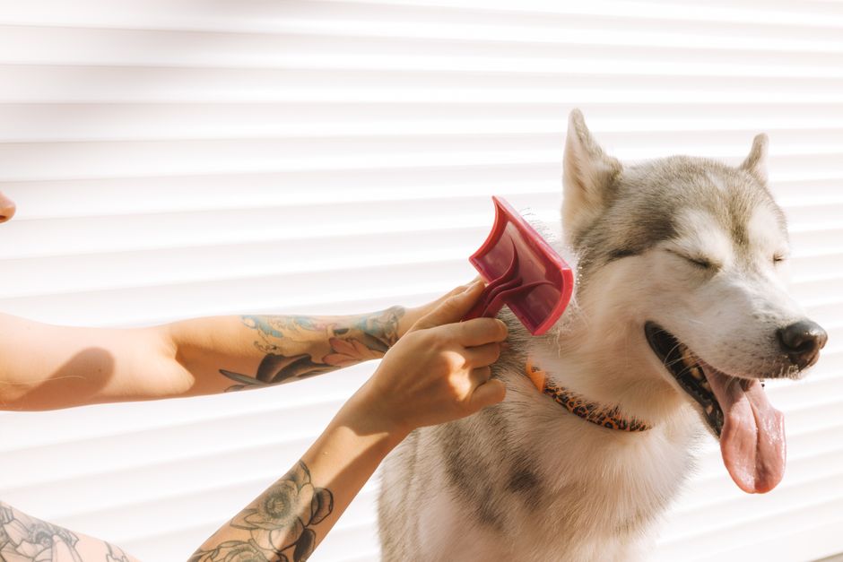 Which Pet Bathing Brush Deshedds Best? Hands-On Comparison of Top Tools