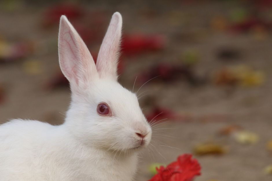 Why Is My Rabbit Stamping Its Hind Legs and What Does It Mean
