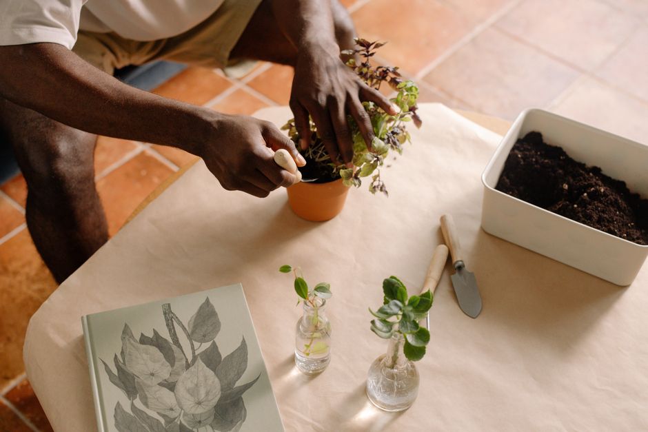 The Complete Guide to Growing Lush Indoor Foliage: From Potting to Propagation
