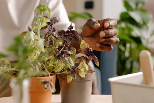 How to Prevent and Treat Whitefly Infestations on Indoor Herbs