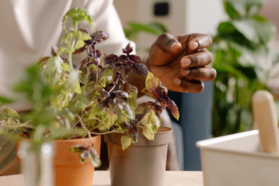 7 Herb Garden Hacks That Actually Work